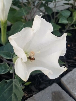 Moon Flower Seeds (Datura Innoxia) - packet of 100 - Image 1 of 4