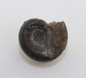 Goniatit, Platyclymenia subnautila, Devon, Fammene, Suttrop, Sauerland, BRD-k500 - Picture 1 of 4