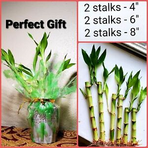 6 Lucky Bamboo Stalks Rooted Plants - 4", 6", 8"  Feng Shui, Perennial, GIFT
