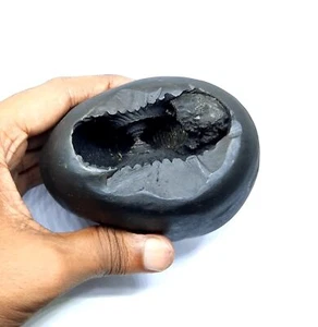 Shaligram Stone Lakshmi Narsimha Nepal Gandaki River Laxmi Narayan Saligram - Picture 1 of 4