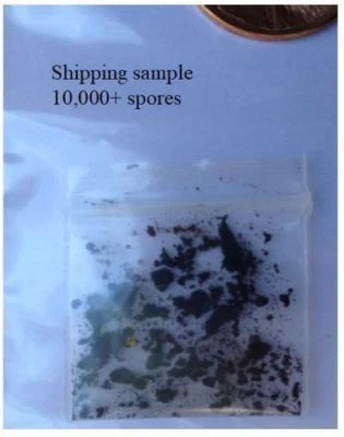 Portabella (Portobello) Mushroom seeds, 10,000 Spores - Image 1 of 2