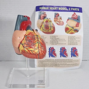Human Heart Model For Anatomy, Evotech Scientific 2 Part Heart - Picture 1 of 9