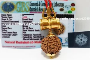 6 CIONDOLO PERLINE MUKHI RUDRAKSHA SEI FACCE RUDRAKSH NEPAL 21-23 MM ~ CERTIFICATO LABORATORIO - Foto 1 di 5