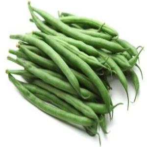 Strike Bush Green Bean, 70 SEEDS - Picture 1 of 1