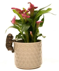 Adorno decorativo Bulldog británico Pot Buddies - color bronce - Imagen 1 de 11