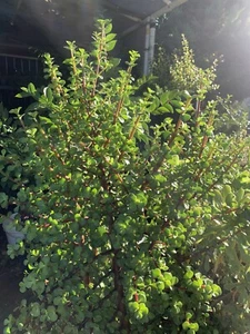 Elephant Bush Jade PORTUCALARIA AFFRA  plant Green/Red stem  10 cuttings - Picture 1 of 4