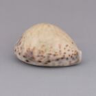 Cypraea tigris 84.8mm sea shells seashells MS1424