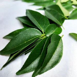 Foglie di curry secco Murraya foglia naturale biologica pura al 100% per aromatizzare alimenti - Foto 1 di 5