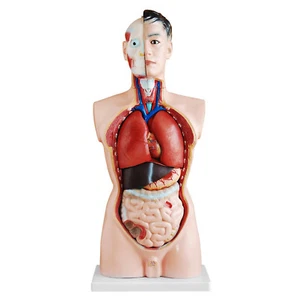Anatomie Modell Torso Mann Männlich Lebensgroß 85cm 19 Teile mit Organen MedMod - Bild 1 von 3