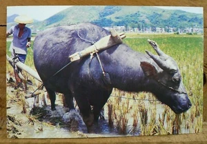 Der Wasserbüffel China - Vintage Postkarte 1993 - Bild 1 von 2
