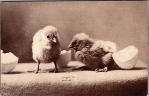 2 pollitos para incubar C.E. Postal vintage Bullard 1906 - Imagen 1 de 2