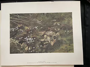 Reproducción de obras de arte Quaker Ladies de Andrew Wyeth flores naturaleza floral - Imagen 1 de 3