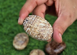 Set Of 1 Kilograms 55MM Natural Aragonite Healing Power Metaphysical Palm Stone - Picture 1 of 9