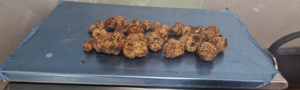 TARTUFO BIANCO II Scelta 100gr - Immagine 1 di 1