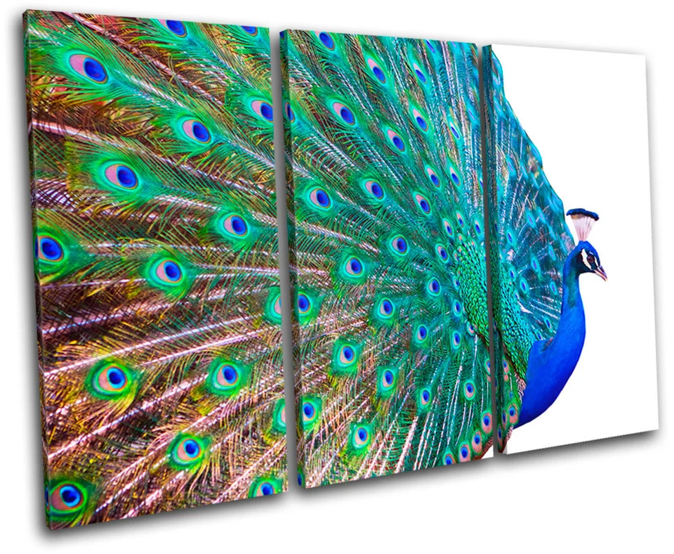 PLUMAS DE PAVO REAL ANIMALES ARTE DE PARED LIENZO AGUDO Impresión de imagen VA Foto 1 de 1