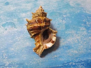 HEXAPLEX TRUNCULUS , BIG, 82.05 mm, W/O , from GREECE - Picture 1 of 5