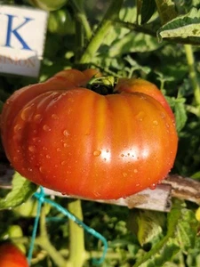 Tomate African Queen , 10 semillas (228) - Imagen 1 de 1