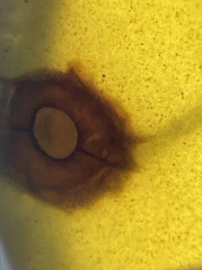 Schöner seltener unbekannter Einschluss, Fossil in echtem Burmit Bernstein, 98MYO - Bild 1 von 8