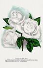 10251. Affiche décorative. Chambre art mural design maison. Fleur de jardin. Floral. Rose blanche