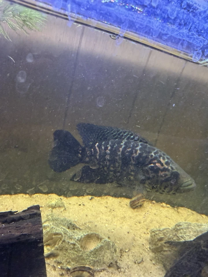 10 Inch Male Jagaur Cichlid wild TEXT FOT BEST PRICE !  - Image 1 of 4