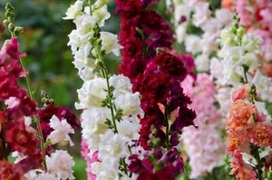 25 Double MADAME BUTTERFLY SNAPDRAGON Mixed Colors Antirrhinum Majus Flower Seed - Picture 1 of 8