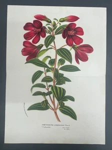 Antique Botanicals, Van Houtte, c.1850, Flowers, Double/Folio Page, Chaetogastra - Picture 1 of 1