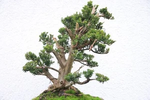 Bonsai Eibe Taxus Prebonsai Yamadori - Bild 1 von 10