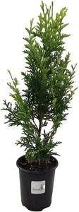 Thuja Green Giant Arborvitae Tree, Lot of 12, Quart Pot - Picture 1 of 9