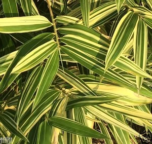 Live Shiroshima bambù variegato radice pianta rizoma ~ siepe privacy ornamentale - Foto 1 di 6