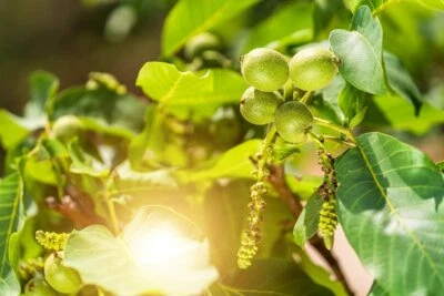 2 Jupiter's Acorn Tree Seeds for Planting Dwarf Walnut - Image 1 of 2