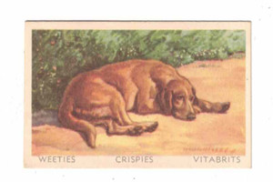 Weeties Trade Card - Favourite Dogs 1949 - No 22 - Yellow Labrador