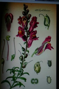 Löwenmäulchen. Samen Nr.8746 - Bild 1 von 3