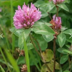 2000 X RED CLOVER SEEDS-VEGETABLE-HONEY SUBSTITUTE-WILDFLOWER-HERBAL TEA PLANT - Picture 1 of 6