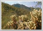 Teddy Bear Cholla Cactus in Southwestern Desert, Vintage Postcard