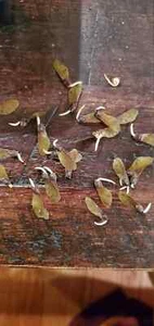 10 Sprouting 'Arakawa' seeds - Rough Bark Japanese Maple Seeds - Picture 1 of 13