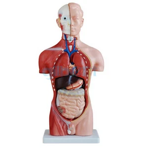 Esqueleto modelo anatómico del torso humano 42 cm anatomía médica 13 partes - Imagen 1 de 4