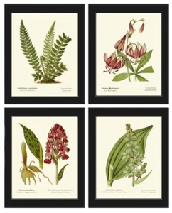 Wildflowers Fern Botanical Prints Wall Art Set of 4 Beautiful Antique Unframed - Picture 1 of 8