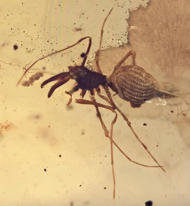 Rare Archaeidae (Assassin Spider), Fossil insect inclusion in Burmese Amber - Picture 1 of 4