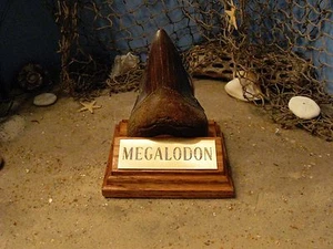 MEGALODON SHARK TOOTH TEETH 4" FOSSIL DISPLAY STAND Tooth Not Included - Picture 1 of 9