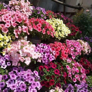 Petunia Seeds, 80000+ Petunias Seeds, Mixed Rainbow Color Flower Seed to Plant, - Picture 1 of 12