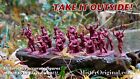 Armies in Plastic French & Indian War Northeastern Woodland Indians Set #1 1/32
