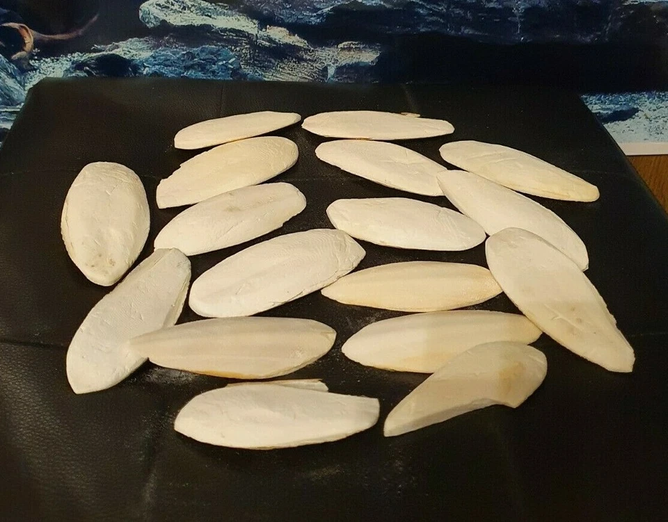 5 Sepiaschalen ca. 7-12cm - Sepia Pickstein Schnabel Vögel & Reptilien - Bild 1 von 1