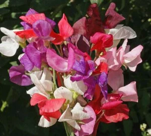 Sweet Pea Royal Family Wildflower Mix Seeds - ST28 - Picture 1 of 1