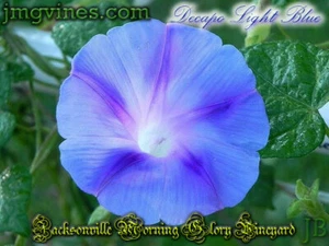 Decapo Light Blue Ipomoea Purpurea Morning Glory 10 Qty - Picture 1 of 6