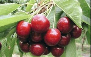 24 Mazzard Cherry Tree Seeds | Lgt. Pink Ornamental Flower - Sweet, Edible Fruit