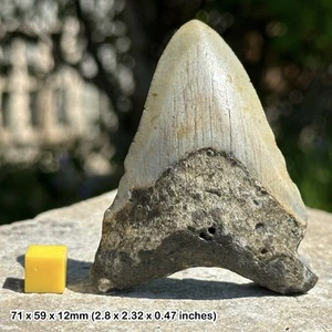 Authentischer Carcharodon Megalodon fossiler Haizahn - Miozän | Florida, USA - Bild 1 von 1