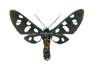 Unmounted Butterfly/Arctiidae - Amata (Syntomis) mogadorensis, FEMALE, A- - Picture 1 of 2