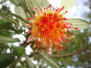 10 X NATIVE YANCHEP ROSE SEEDS-DIPLOLAENA-FEATURE PLANT-BRILLIANT COLOUR FLOWERS - Picture 1 of 6