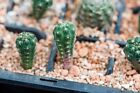Gymnocalycium andreae VS156 miniature cactus, small plants, beautiful flowers