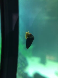 5 X Baby Rabbit Snails Tropical Fish/Shrimp Safe Mixed Colours. stunning snails